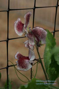 Sweet pea - Lathyrus odoratus 'Chocolate Streamer' 