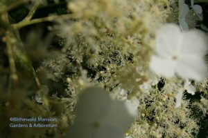 Climbing hydrangea (Hydrangea anomala ssp. petiolaris) -  up close