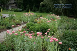 pink peony poppies (Papaver paeoniflorum) in the Cutting  Garden