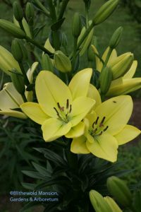 Lilium 'Gerrit Zalm'/Trebbiano 