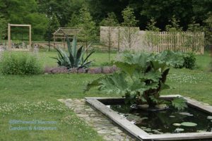 Gunnera and Agave - center stage