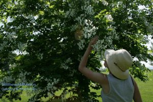 Lilah and the Kentucky yellowwood 