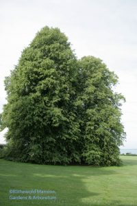 the Linden Grove (Tilia cordata)