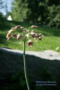 Nectaroscordum siculum ssp. bulgaricum