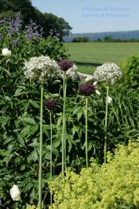 Allium multibulbosum and A. atropurpureum