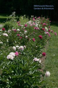 the peony row in the Display Garden