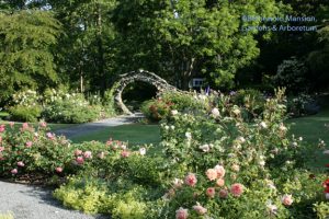 The Rose Garden is in peak June-bloom.