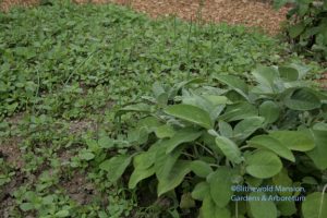 purslane, onions, and sage