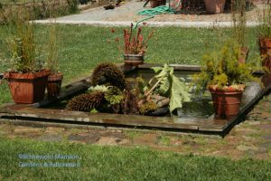 wilted gunnera