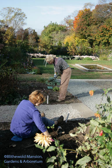 Leslie and Terry planting tulips in the cutting garden