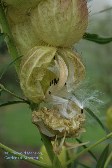 ripe seed on the Gomphocarpus physocarpus (Hairy balls)