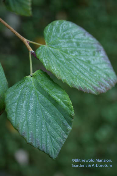 silvery leaves on the winter hazel (Corylopsis glabrescens 'Longwood Chimes')