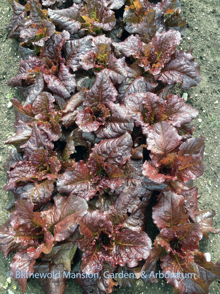 Red Sails lettuce