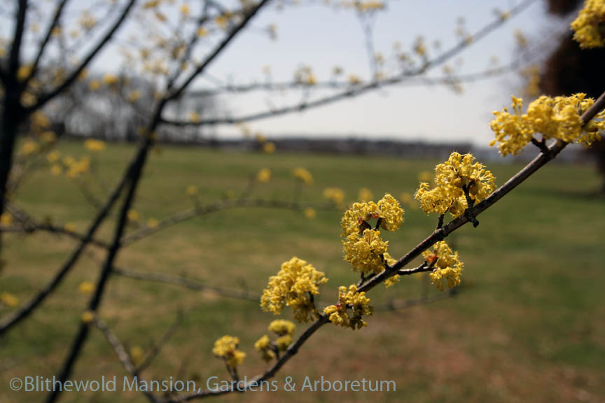 Cornelian cherry (Cornus mas)