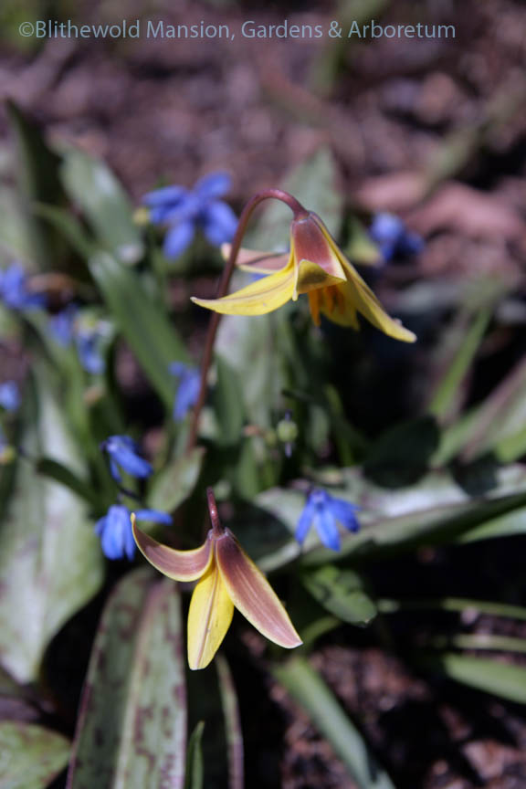 Trout lily/dog-tooth violet (Erythronium americanum)