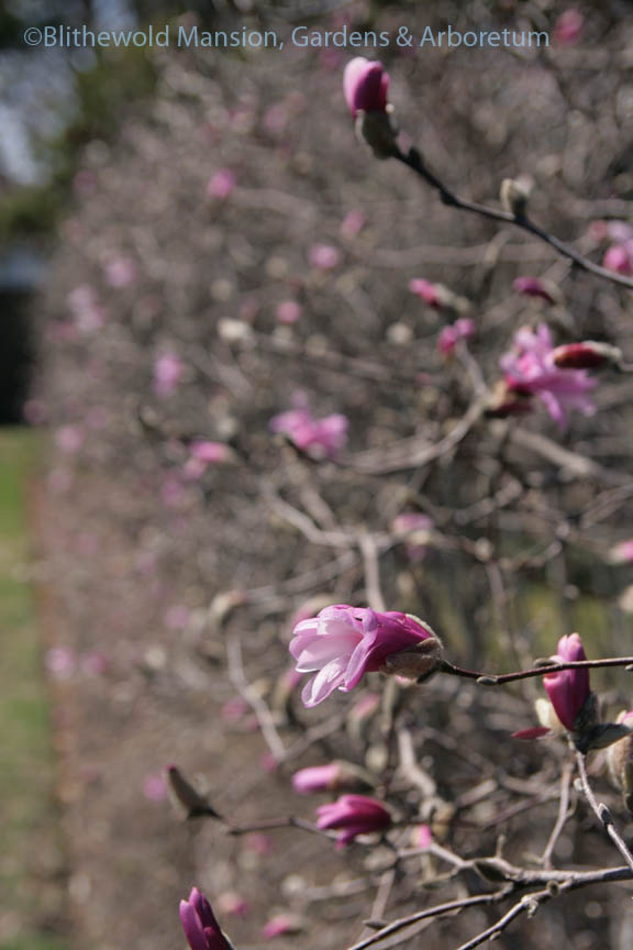 Magnolia x loebneri 'Leonard Messel'