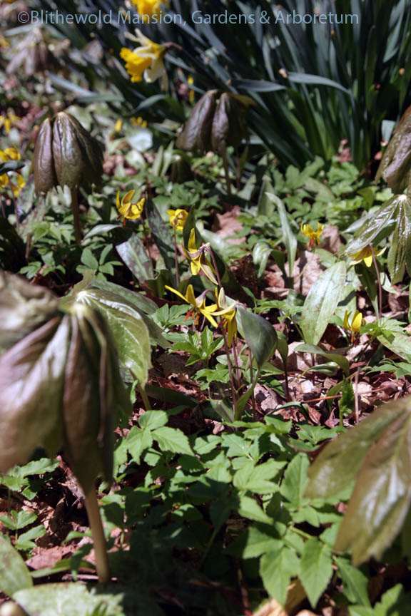 Mayapple (Podophyllum peltatum) and trout lily (Erythronium americanum)