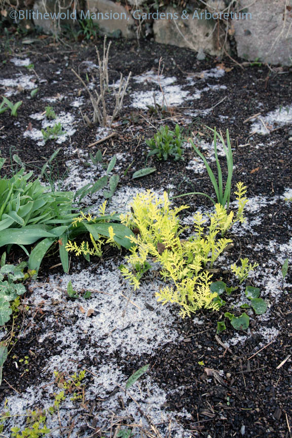 Golden tansy and a smattering of sleet