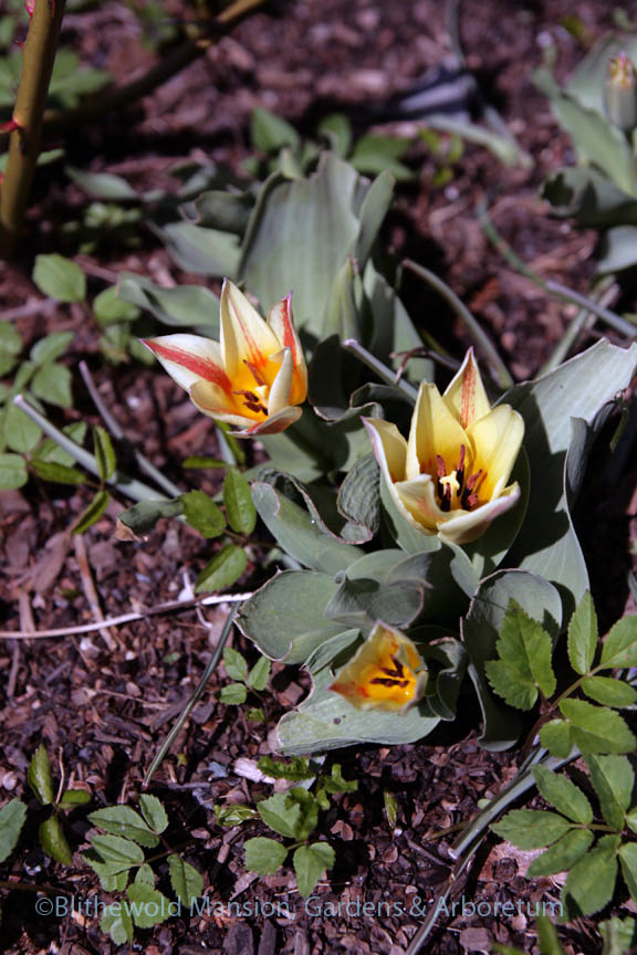 Tulip 'Quebec'