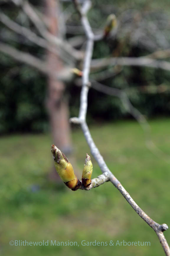 Dove tree buds 5-8-14