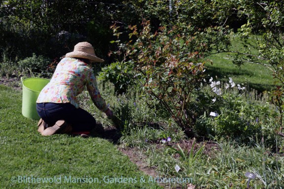 Kathryn weeding in the Rose Garden