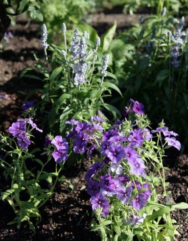 Phlox drummondii '21st Century Blue' and Salvia 'Cathedral Sky Blue'