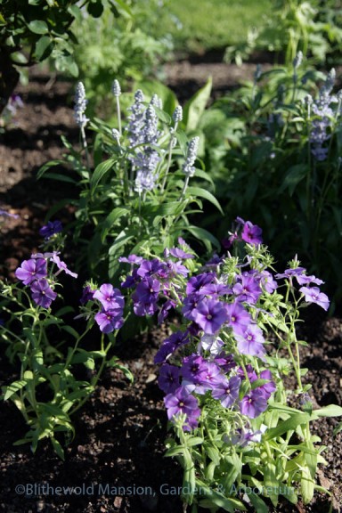 Phlox drummondii '21st Century Blue' and Salvia 'Cathedral Sky Blue'