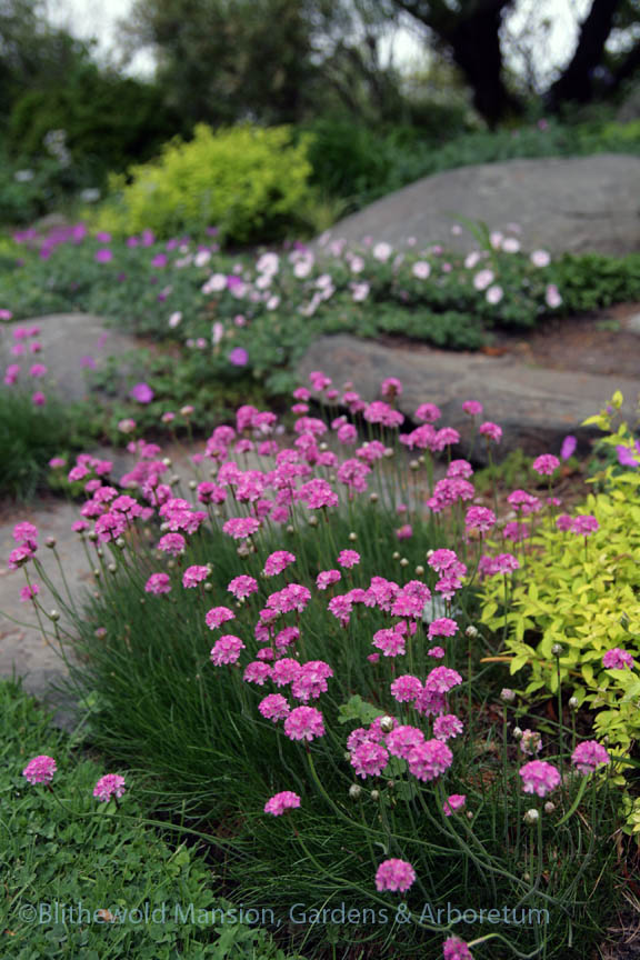 Thrift (Armeria maritima) in the Rock Garden