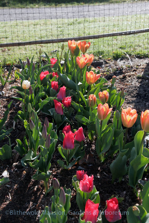 a test patch of Tulips 'Sanne', 'Portland', and 'Apricot Emperor'