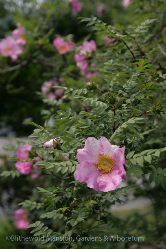 Chestnut rose (Rosa roxburghii) closeup