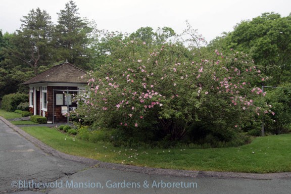 The Chestnut Rose (Rosa roxburghii) coming into bloom