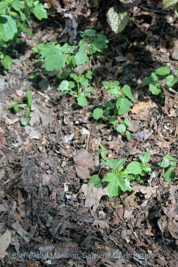 Flower-of-an-hour (Hibiscus trionum) seedlings coming through the leaf mulch