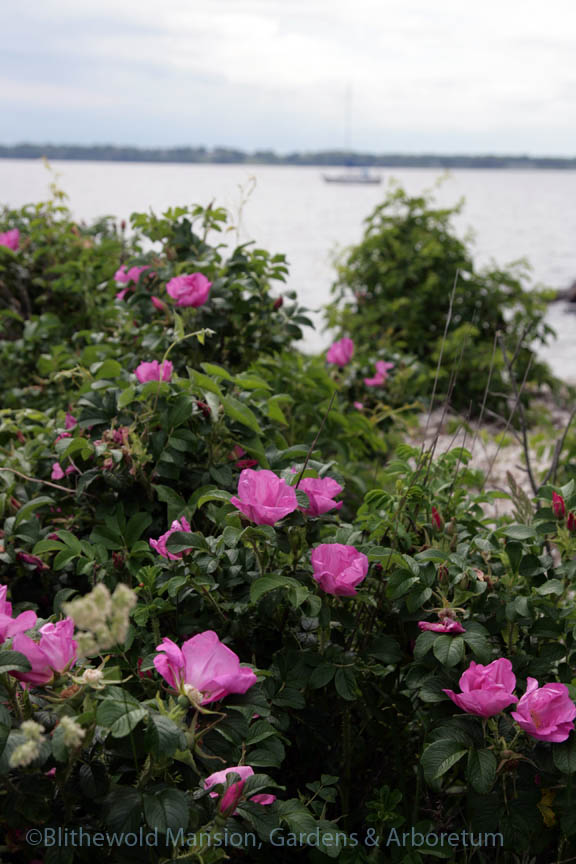 Beach rose (Rosa rugosa)