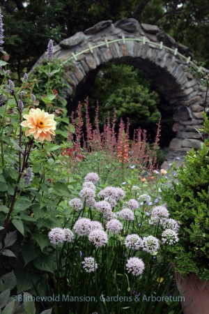 Allium 'Summer Beauty' and Agastache 'Acapulco Orange' framed by the Moongate