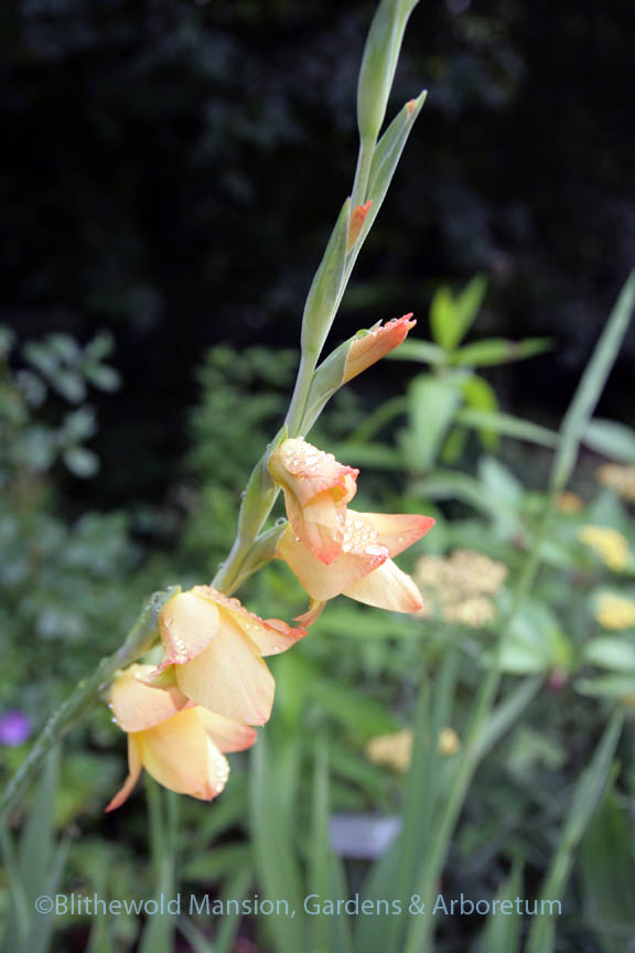 Gladiolus 'Boone' in bloom 7-22-14