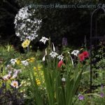 Gladiolus murielae in the North Garden