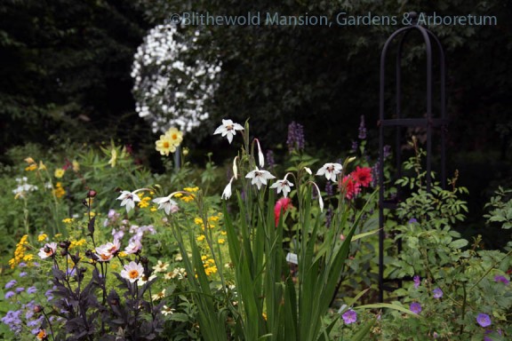 Gladiolus murielae in the North Garden