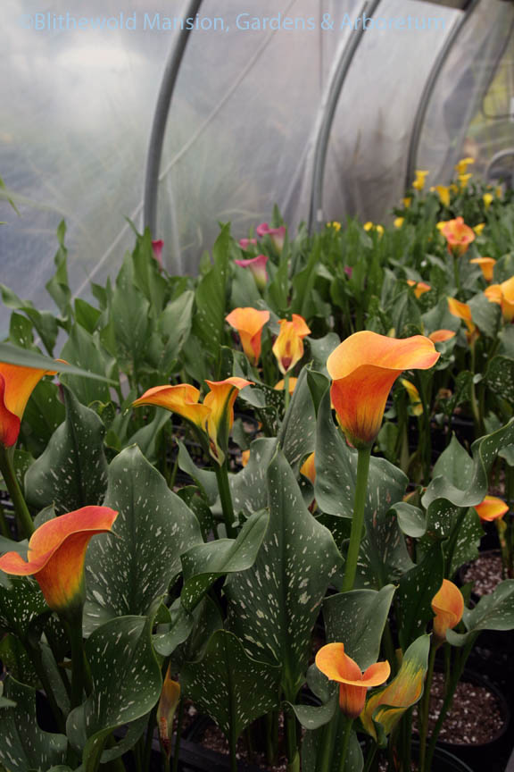 An endless succession of Calla lilies at Robin Hollow Farm