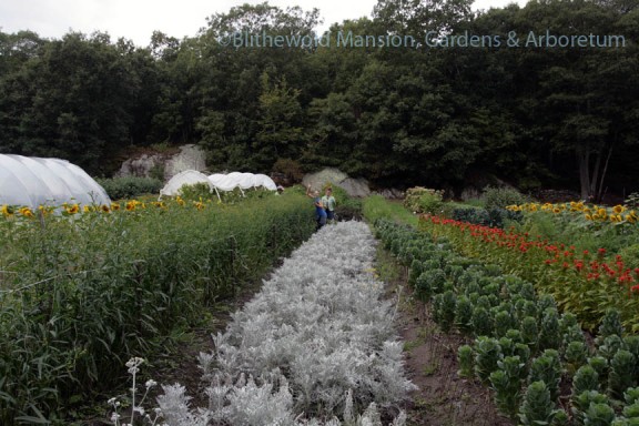 Picking in the fields at Robin Hollow Farm