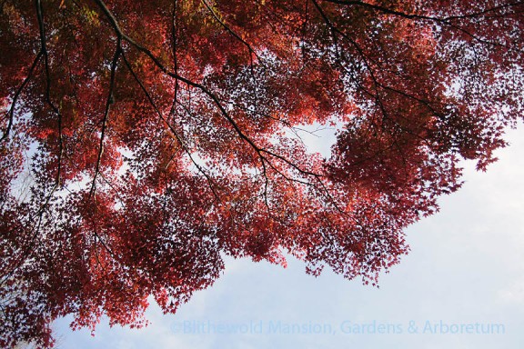 Acer palmatum canopy over the front drive