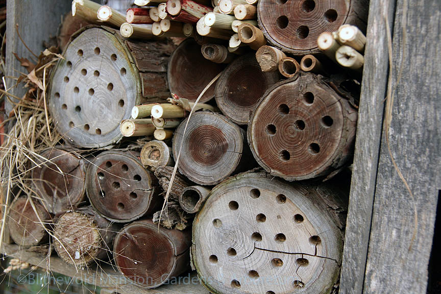 Checking for tenants in the insect house in the Pollinator Garden