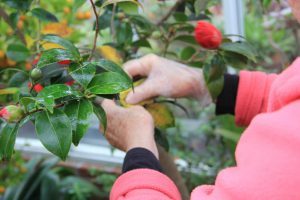 One of our volunteers patiently washing the camellia leaves