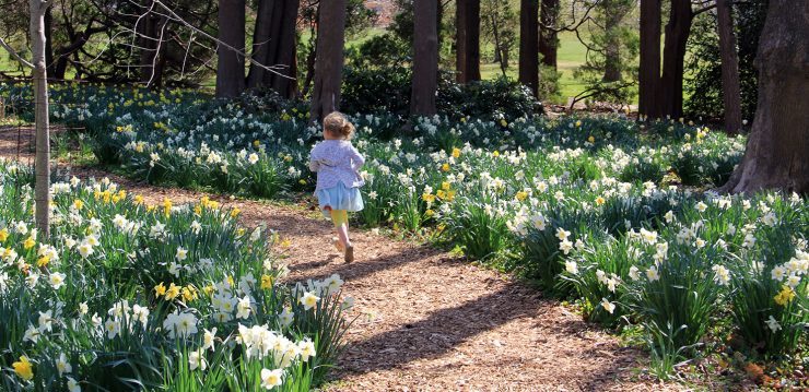 Daffodils