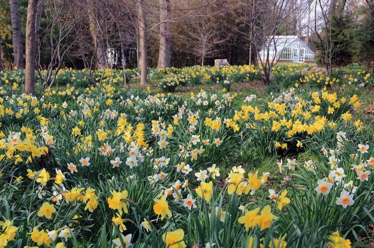 Daffodils