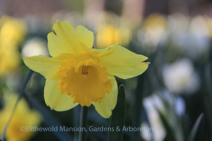 daffodil peak bloom 4-13-16 040