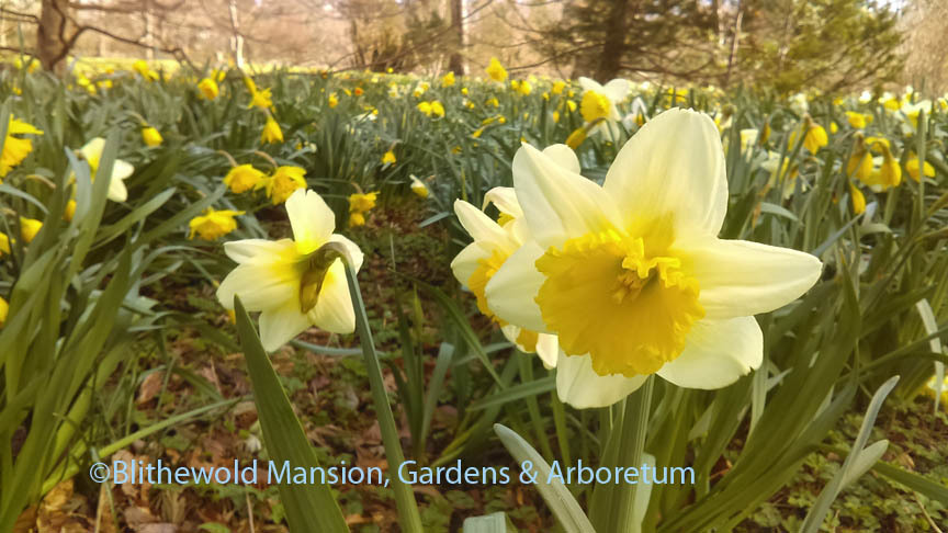 Daffodil, Priors