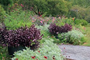 Rose Garden, Flowers