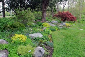 Rock Garden, Flowers
