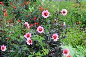 Rose Garden, Flowers