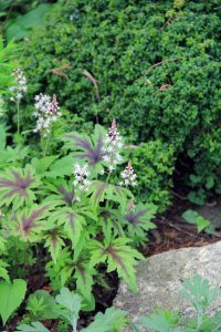 Rock Garden, Flowers